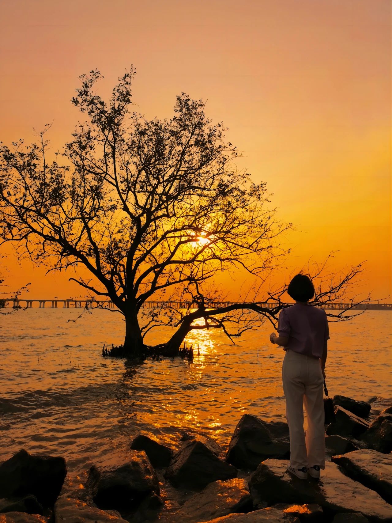 In Shenzhen, you always have to go to Xiban Mangrove to see the sunset on the sea.